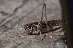 Südlicher Warzenbeißer (Decticus albifrons)