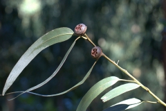 Gewöhnlicher Eukalyptus (Eucalyptus globulus)