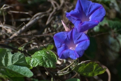 Purpur-Prunkwinde (Ipomoea purpurea)