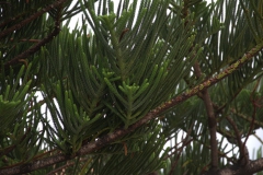 Norfolk-Tanne (Araucaria heterophylla)