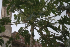 Papayabaum (Carica papaya)