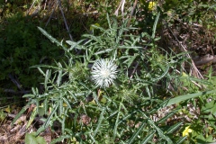 Distel