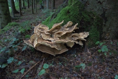 Riesenporling (Meripilus giganteus)