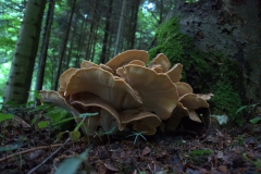 Riesenporling (Meripilus giganteus)