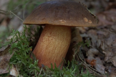 Flockenstieliger Hexenröhrling (Neoboletus erythropus)