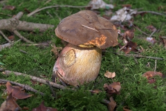 Flockenstieliger Hexenröhrling (Neoboletus erythropus)