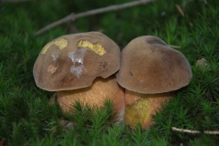 Flockenstieliger Hexenröhrling (Neoboletus erythropus)