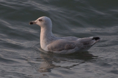 Silbermöwe (Larus argentatus)
