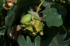 Knopperngallwespe (Andricus quercuscalicis)