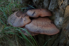 Eichen-Leberreischling (Fistulina hepatica)