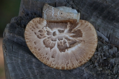 Schuppiger Porling (Polyporus squamosus)
