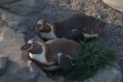 Magellan-Pinguin (Spheniscus magellanicus)