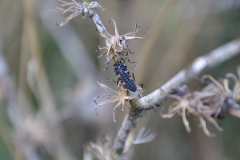 Larve vom Siebenpunkt-Marienkäfer (Coccinella septempunctata)
