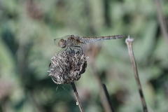 Große Heidelibelle (Sympetrum striolatum)