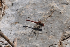 Große Heidelibelle (Sympetrum striolatum)