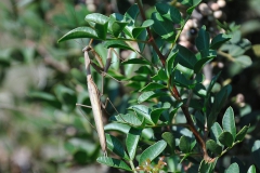 Europäische Gottesanbeterin (Mantis religiosa)