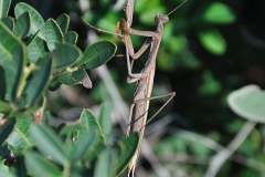 Europäische Gottesanbeterin (Mantis religiosa)
