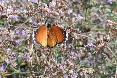 Afrikanischer Monarchfalter (Danaus chrysippus)