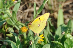 Wandergelbling (Colias croceus)