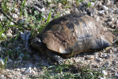 Breitrand-Schildkröte (Testudo marginata)