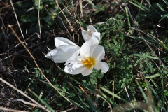 Crocus niveus