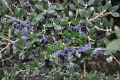 Breitblättrige Steinlinde (Phillyrea latifolia)