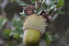 Kermes-Eiche (Quercus coccifera)