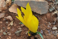 Herbst-Goldbecher (Sternbergia lutea)