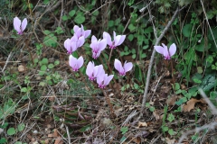 Griechisches Alpenveilchen (Cyclamen graecum)