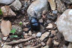 Brullés Mistkäfer (Jekelius brullei)