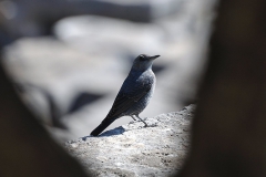 Blaumerle (Monticola solitarius)