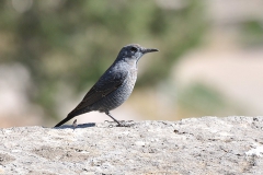 Blaumerle (Monticola solitarius)