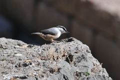 Felsenkleiber (Sitta neumayer)