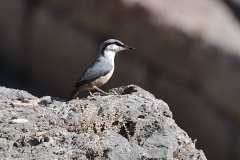 Felsenkleiber (Sitta neumayer)