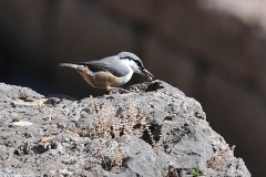 Felsenkleiber (Sitta neumayer)