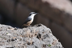 Felsenkleiber (Sitta neumayer)