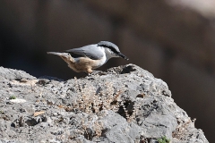 Felsenkleiber (Sitta neumayer)