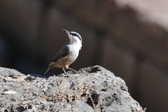 Felsenkleiber (Sitta neumayer)