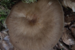 Rehbrauner Dachpilz (Pluteus cervinus)