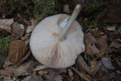 Rehbrauner Dachpilz (Pluteus cervinus)