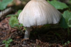 Behangener Faserling (Psathyrella candolleana)