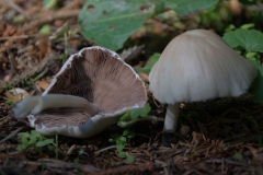Behangener Faserling (Psathyrella candolleana)