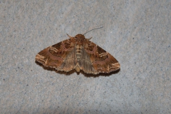 Adlerfarneule (Callopistria juventina)