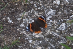Admiral (Vanessa atalanta)