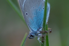 Alexis-Bläuling (Glaucopsyche alexis)