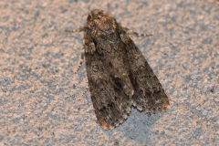 Ampfereule (Acronicta rumicis)