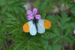 Aurorafalter M (Anthocharis cardamines)