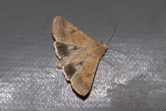 Baumwoll-Kapseleule (Helicoverpa armigera)