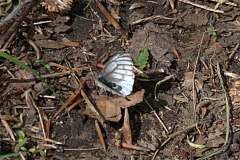 Bergweißling (Pieris bryoniae)