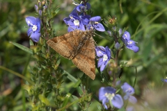 Braune Tageule (Euclidia glyphica)